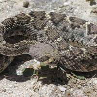 Crotalus atrox, western diamondback rattlesnake