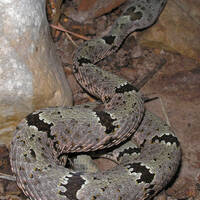 Crotalus lepidus, rock rattlesnake