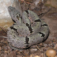 Crotalus lepidus - rock rattlesnake