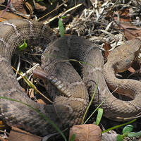Crotalus willardi silus