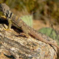 Crotaphytus collaris, eastern collared lizard