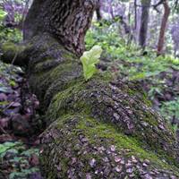 Curled oak trunk