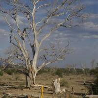 Dead cottonwood on upper Santa Cruz River