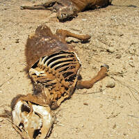 Dead desiccated cows, Sonora
