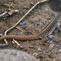 Dipsosaurus dorsalis, desert iguana