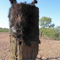 Donkey head stretched over fence post