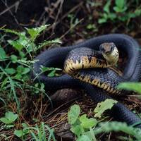 Drymarchon corais, indigo snake