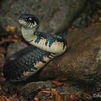 Drymarchon corais, indigo snake