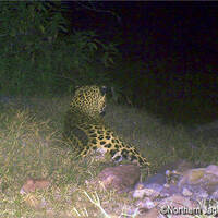 Jaguar on Northern Jaguar Reserve