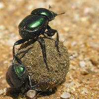 Dung beetles rolling dung ball