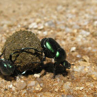 Dung beetles rolling dung ball