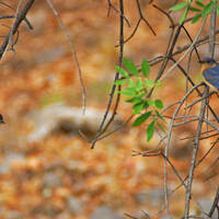Eastern bluebird with young