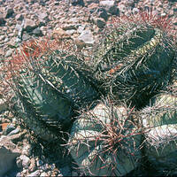 Echinocactus horizonthalonius var. nicholii