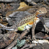 Elegant earless lizard