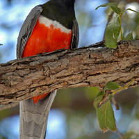 Elegant trogon calling