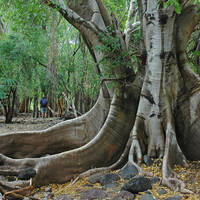 Ficus insipida with huge buttress roots