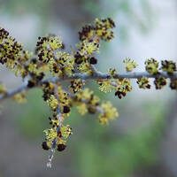 Forestiera shrevei flowers