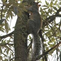 Mexican Fox Squirrel in Sierra Huachinera