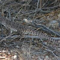 Gambelia wislizenii, long-nosed leopard lizard