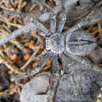 Giant wolf spider