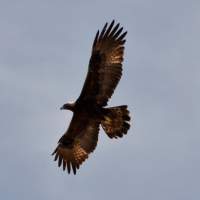Golden Eagle soaring