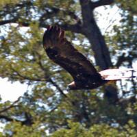 Golden eagle flying