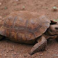 Gopherus agassizii, desert tortoise