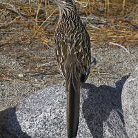 Greater roadrunner