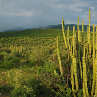 Bright green thornscrub with monsoon