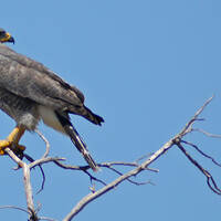 Grey Hawk Perched