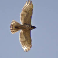 Grey Hawk Juvenile Flying
