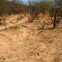 Photo: Heavily overgrazed bottomland in the Sonoran Desert
