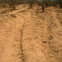 Heavily overgrazed desert soil dust pit