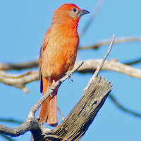 hepatic tanager