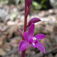Hexalectris grandiflora in Sonora