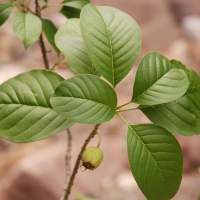 Hintonia latiflora leaves and fruit