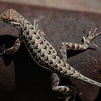 Holbrookia elegans, elegant earless lizard