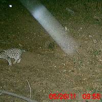 Photo of an Ocelot in the Huachuca Mountains - May 2011