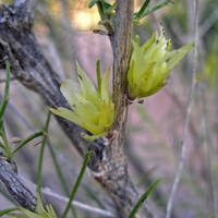 Hymenoclea monogyra flowers