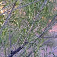 Hymenoclea monogyra
