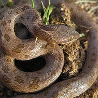 Hypsiglena - unnamed species - Hooded Nightsnake