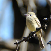 Unknown Impid Flycatcher