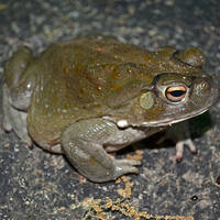 Incilius alvarius - Sonoran Desert toad