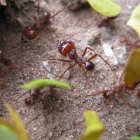 Leafcutter ant