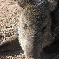 Injured javalina