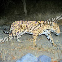 Jaguar at El Aribabi, Sonora