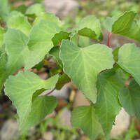 Jatropha cardiophylla leaves