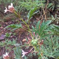 Jatropha macrorhiza fruit and flower