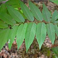 Juglans major leaf