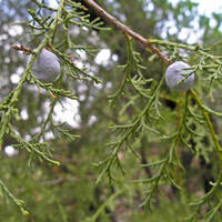 Juniperus deppeana, leaves and fruit